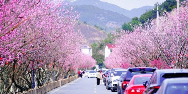 紧急！平谷桃花海4.11-1218-19日高峰日交通管制，北京车主必看