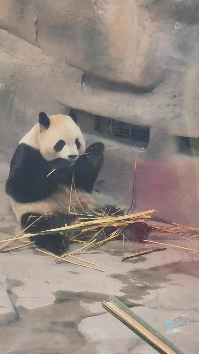 冰雪+萌宠！太阳岛雪博会建设正酣，熊猫芝士芝麻成冬日顶流
