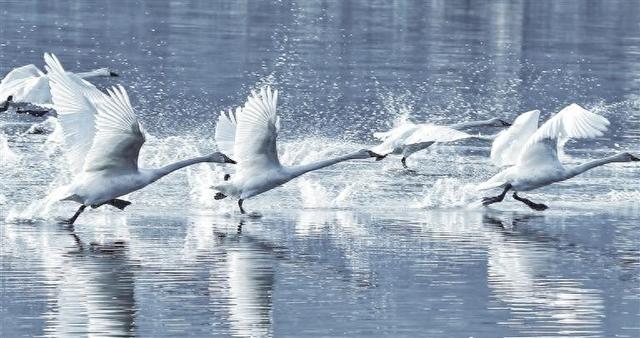 白天鹅如约而至 三河口旅游升温 西固区生态治理交出“美丽”答卷