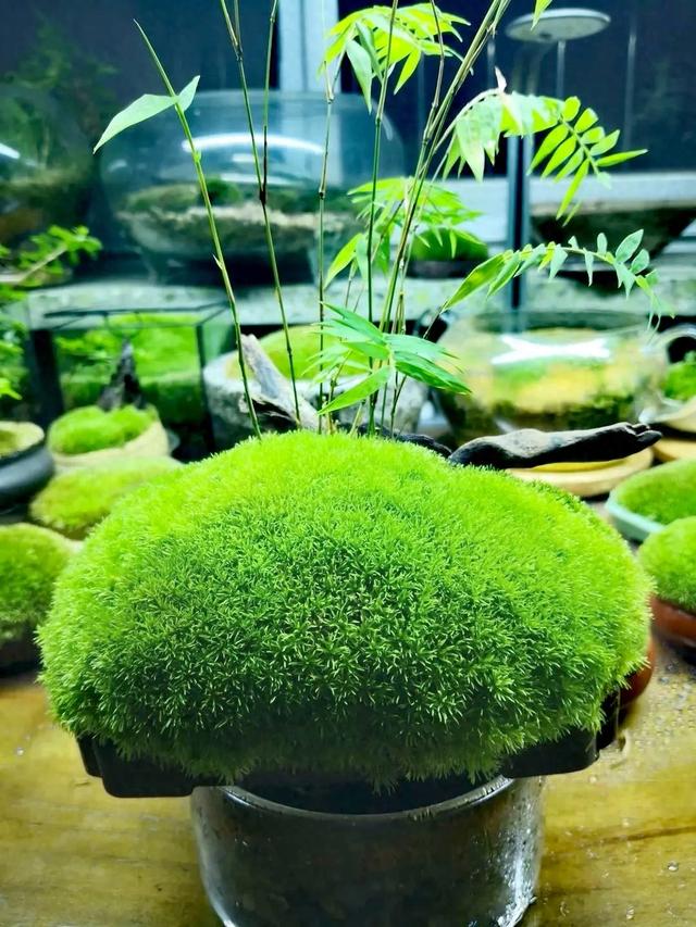 袁枚苔解析（袁枚苔赏析）