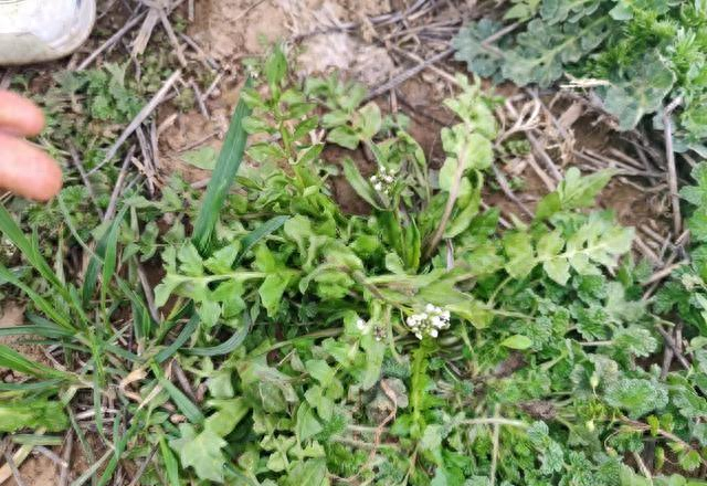 西安咸阳挖荠菜天花板！随便挖不踩麦，带娃看飞机爽翻！