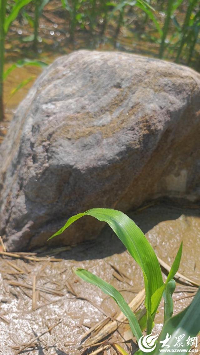 世界上最小的山？聊城有座“无名山”：藏身玉米地，一步可登顶的尘世圣山