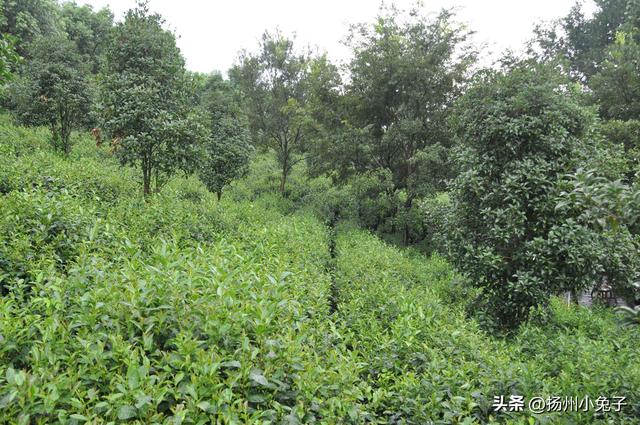 都愿意叫南山，这次是游玩天目湖夜南山