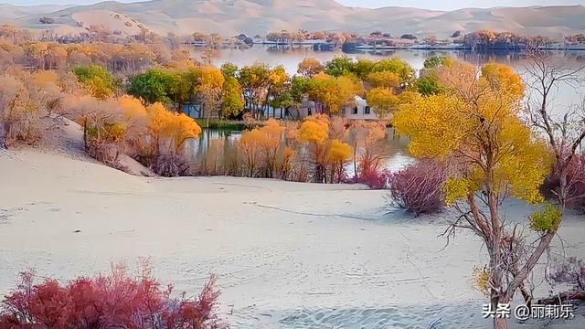 天呐！沙漠里的“金色水上森林”，日落一照直接封神