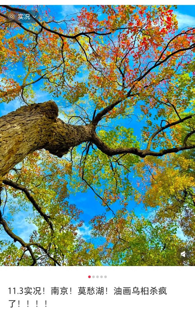 南京，你“叶”太可爱了！