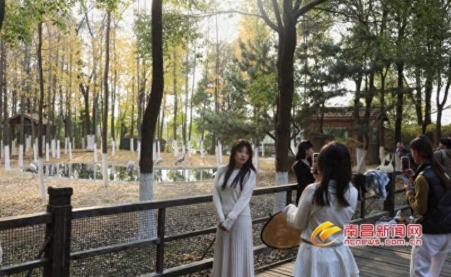 在南昌，邂逅初冬“杏”福时光！