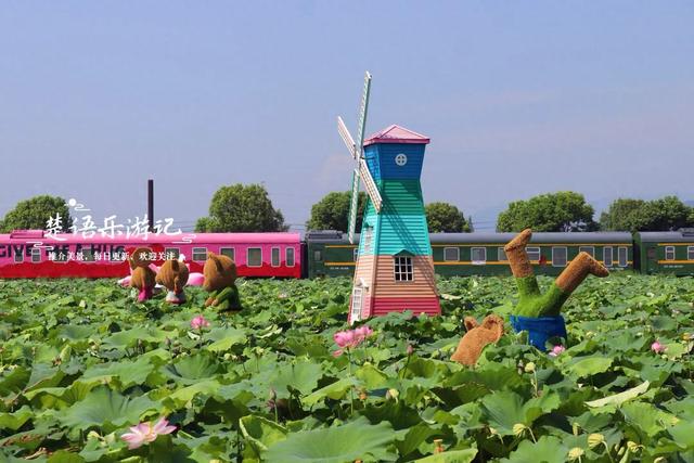 浙江宁波这片花海不仅变身荷塘，还新增许多游乐项目，太值得游玩