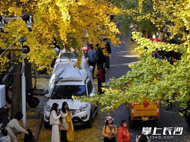 国庆巷变身“黄金走廊” 引众多游人打卡丨组图