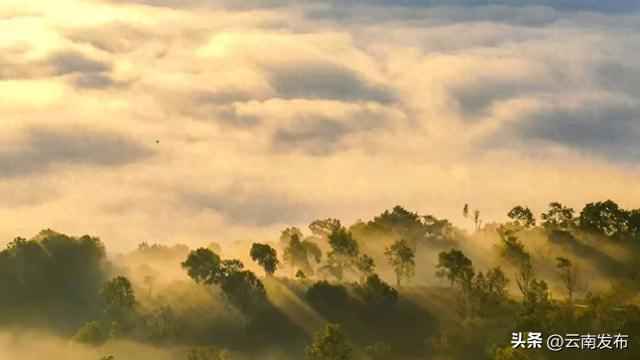 在云上喝茶是一种什么样的体验？