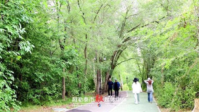 阿勒泰桦林公园“盛装”重启 邀您醉在自然里