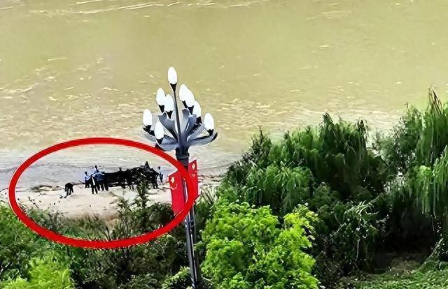 跳河新郎母亲发声！舆论大反转，不止是钱这么简单，更多隐情曝光