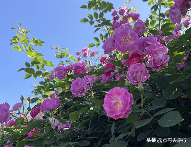 成都蔷薇花开爆了，免费才是最美，花墙瀑布很惊艳，太适合拍照！