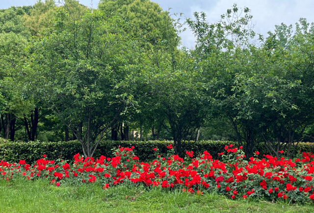 月季花海引客来 卧龙区假日文旅市场人气旺