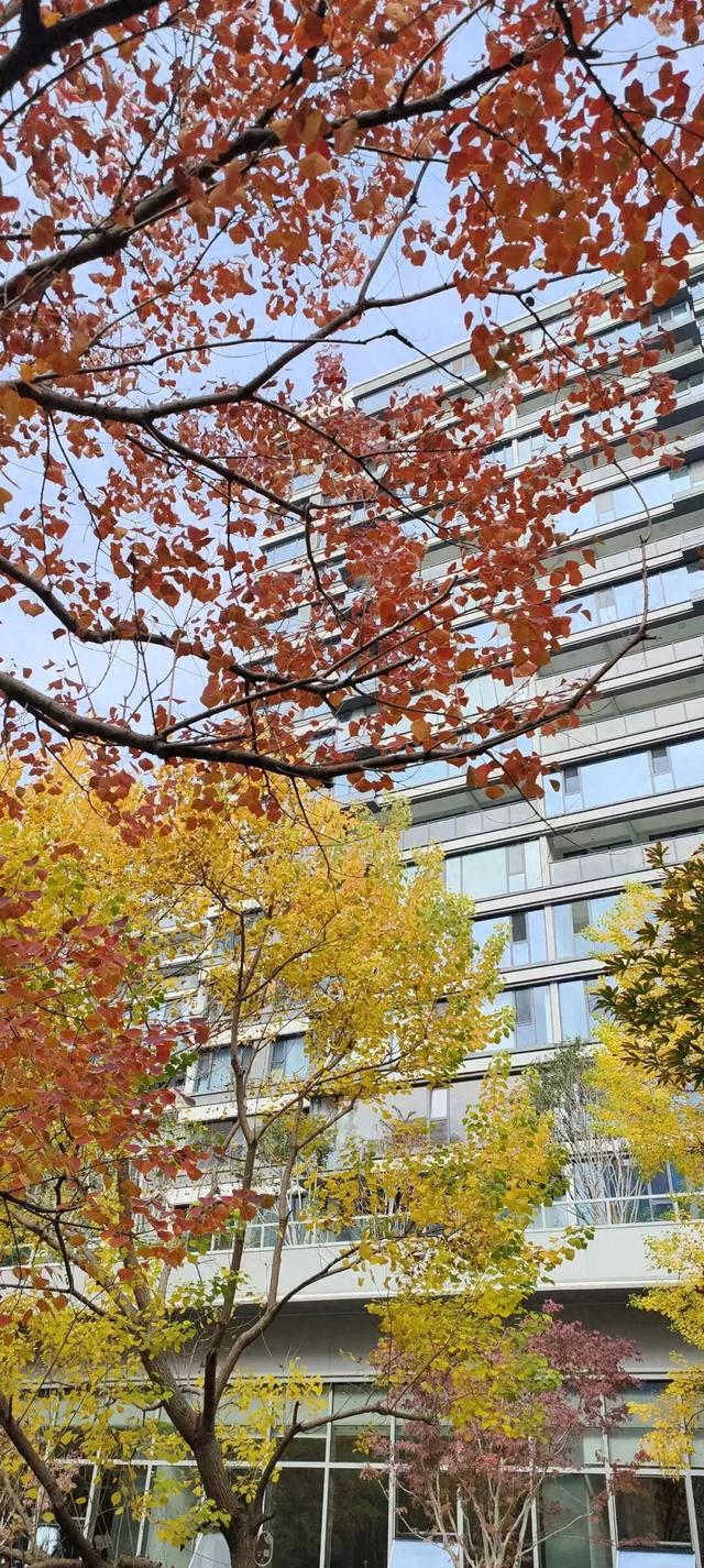 寻美薛城丨这里风景独好！美景尽收眼底，凭“颜值”出圈的社区美景！