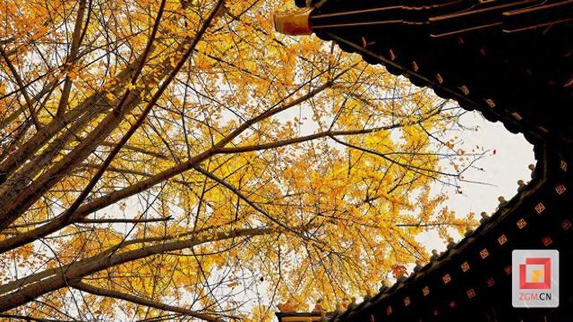 古刹银杏初染金 荣县大佛冬景醉游人