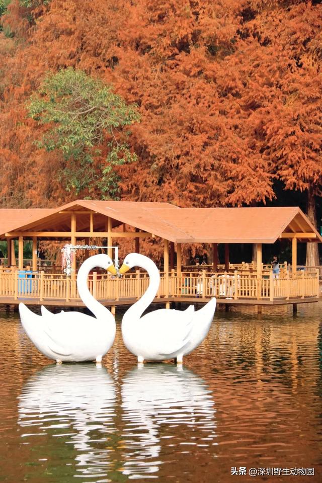 落羽杉红了，天鹅宝宝也出窝啦！