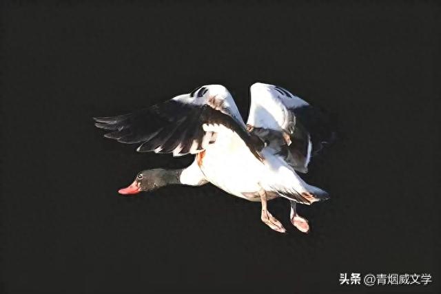 今日午后骑行西湿地，第一次遇见翘鼻麻鸭