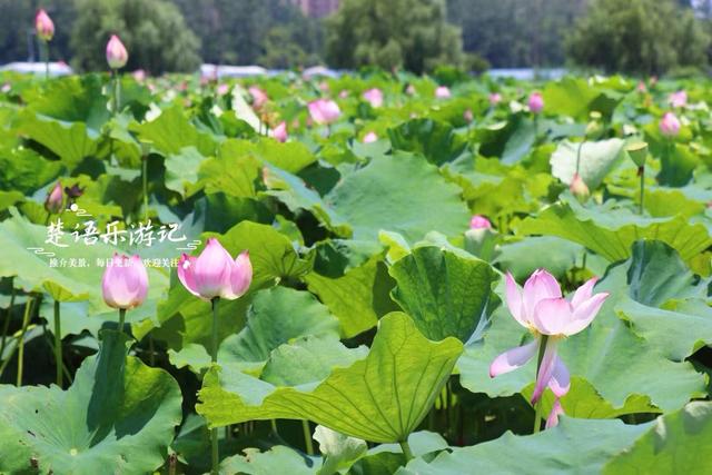 宁波因神话传说而建的寺院，荷塘成为热门打卡地，美人蕉花海更美