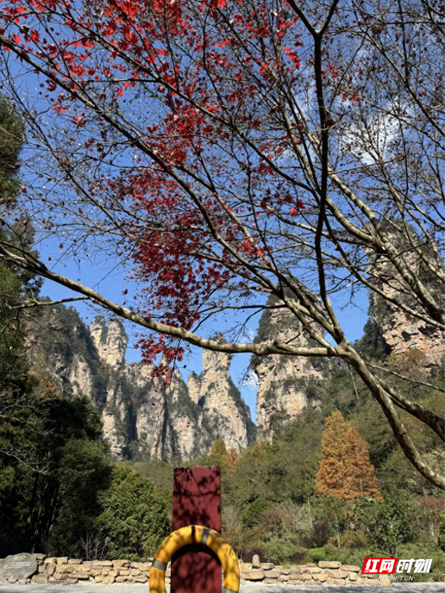 秋染张家界 晴好天气引客来