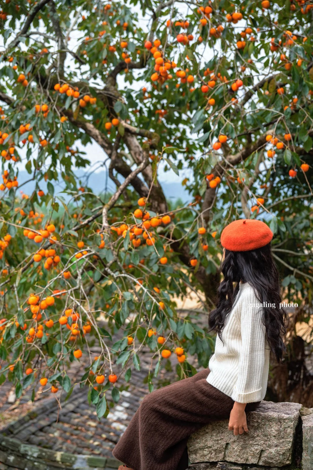 追柿归来！屏南3个古村落亲测好拍好玩好美！建议两天一夜游