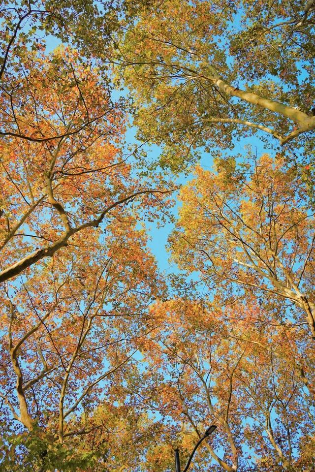 上海顶级秋景！藏着传统中国色→