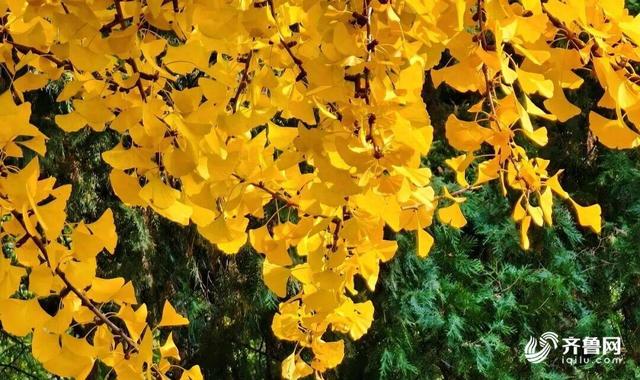 组图丨一大波美图来袭！泰山景区9个赏秋地超出片