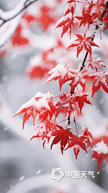 小雪节气：千色藏冬 一组图看雪中多彩世界