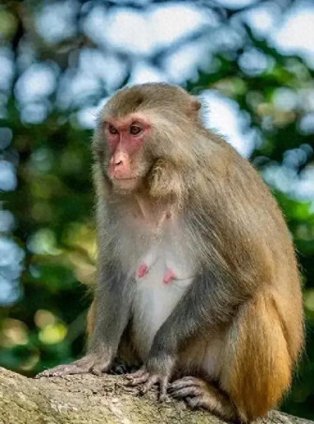 生肖猴注意：12月中有人离开，3件事助你稳住！