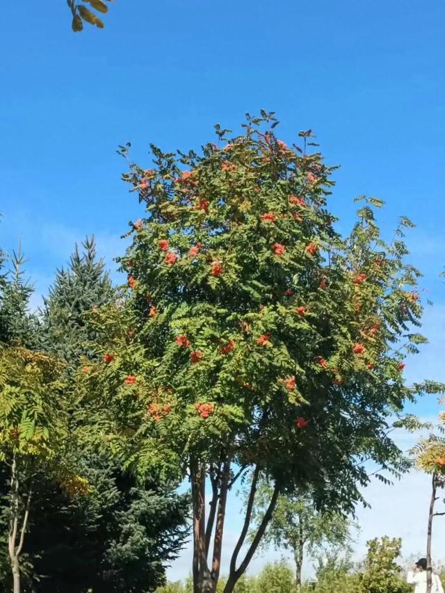攻略！假期邂逅最美“花楸红”，冰城这些地方能打卡——