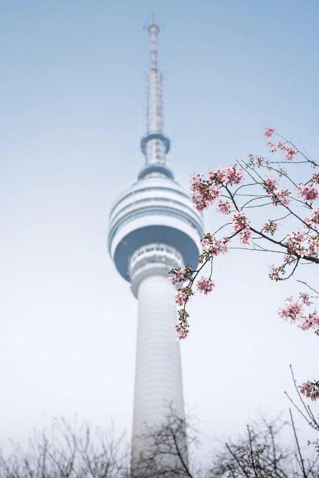 狂揽15亿元！武汉樱花，“抢跑”了