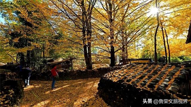 南方四境藏金秋：四大银杏秘境的温柔时光