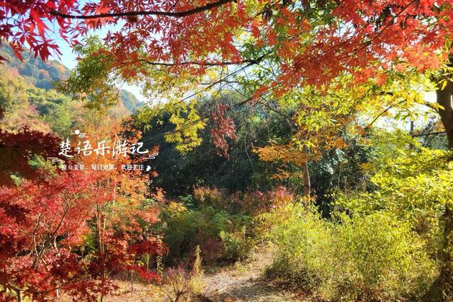 浙江宁波发现一条新的红枫古道，沿途风景犹如油画，拍照太出片