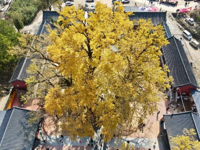 鲁山千年银杏“披金甲” 金秋盛景引客来