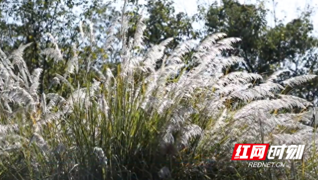 零陵：芦荻花开映潇水 如雪似梦醉游人