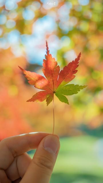落叶是最小的秋：藏在细碎里的秋光，才最动人