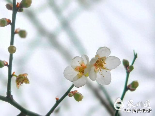 网传东湖公园大规模蜡梅开，假的！