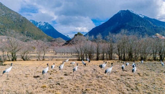 冬游西藏| 邂逅波密，与高原神鸟的冬日之约