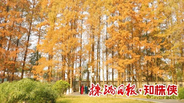 神农公园水杉林：生态画卷里的城市记忆