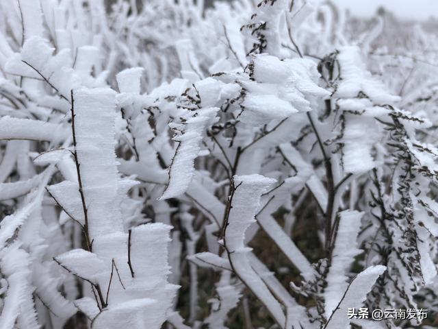今年第一场雾凇,你追到了吗？