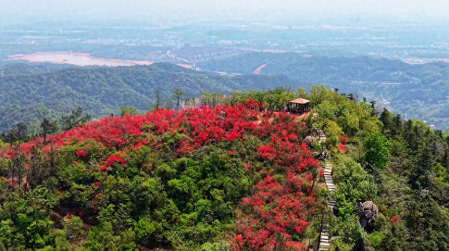 春日盛景再现！经开万株映山红漫山盛放