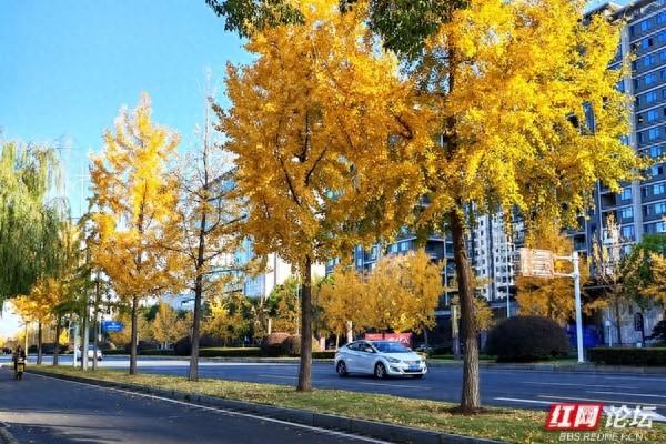金色长廊！常德柳叶大道迎最佳观赏期