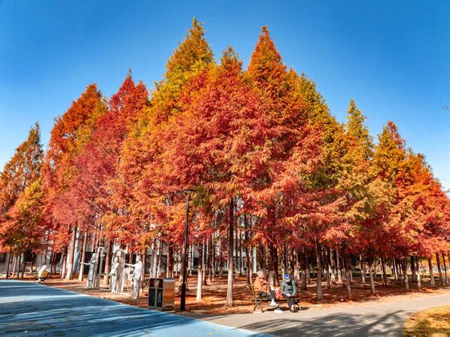 常青公园全面开放露营区域，市民可享“红叶树下”悠闲时光