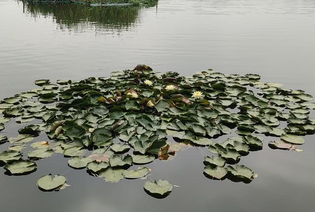 丁是丁卯是卯的意思解释（丁是丁卯是卯最好）