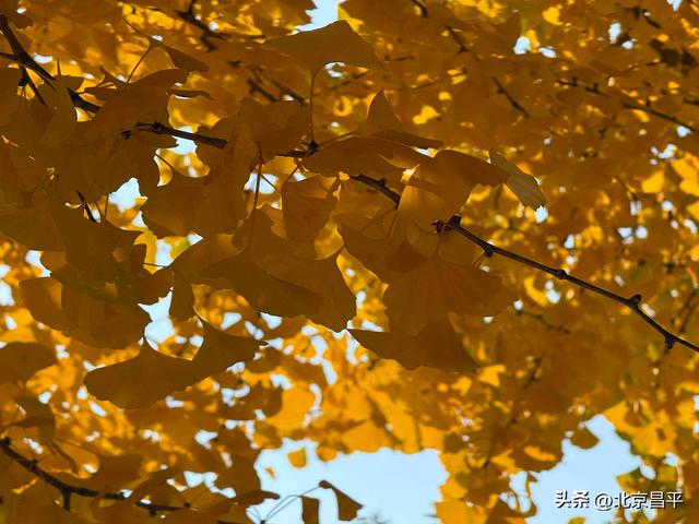 千年银杏“黄金周”开启！花塔村赏秋正当时