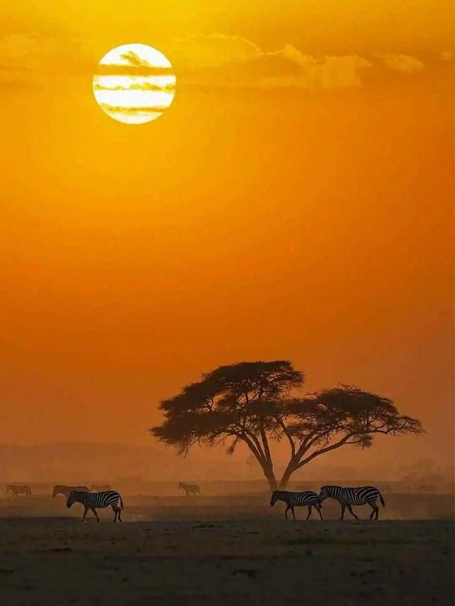 2026封神旅行清单！非洲五国（南非/东非）23天狂野之旅，太顶了