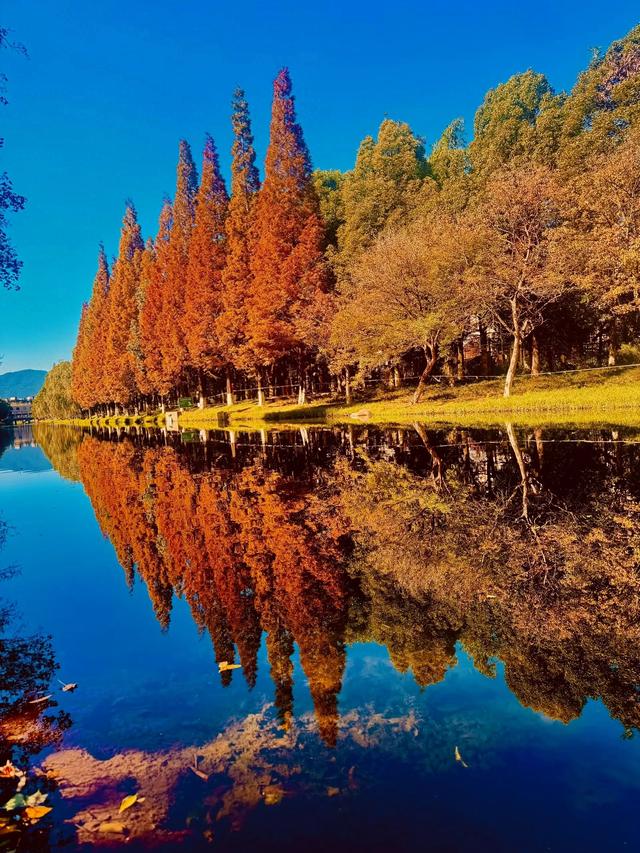 昆明这片红杉林美成油画！红杉红桥已成冬日最火打卡点