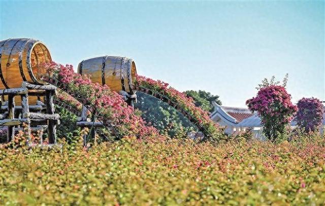 相聚生态三岛 共赏绚丽市花