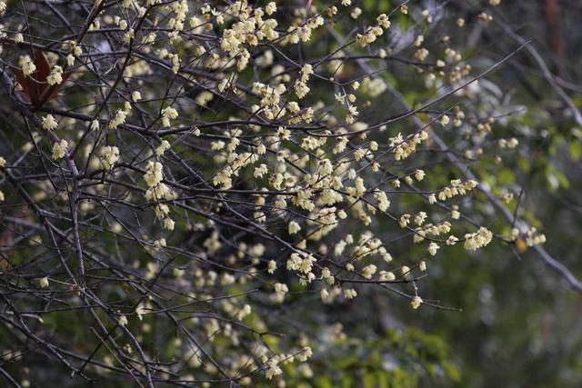 武汉植物园蜡梅盛放梅花初绽，赏花正当时
