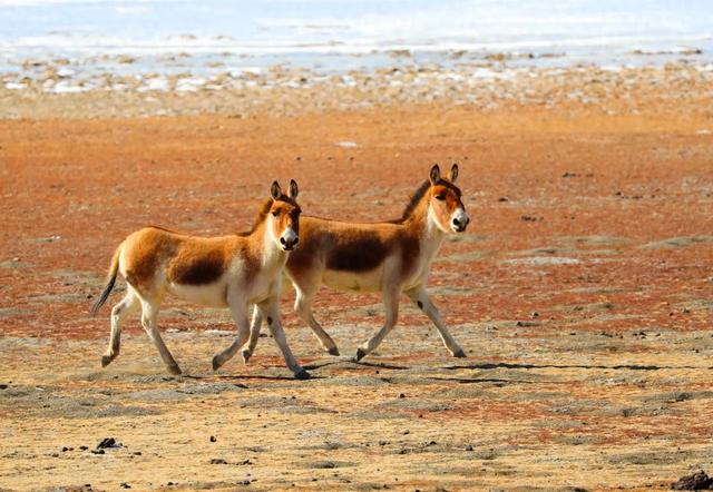 【辉煌60年·新时代西藏答卷】哲古草原:与藏野驴的秋日私语