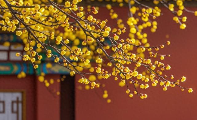 重庆人私藏！鸿恩寺红墙腊梅 江景配花香绝了